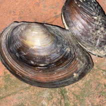 河蚌圆河蚌
