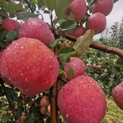 运城红嘎啦苹果价格行情走势 - 一亩田