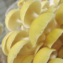 鸡油菌