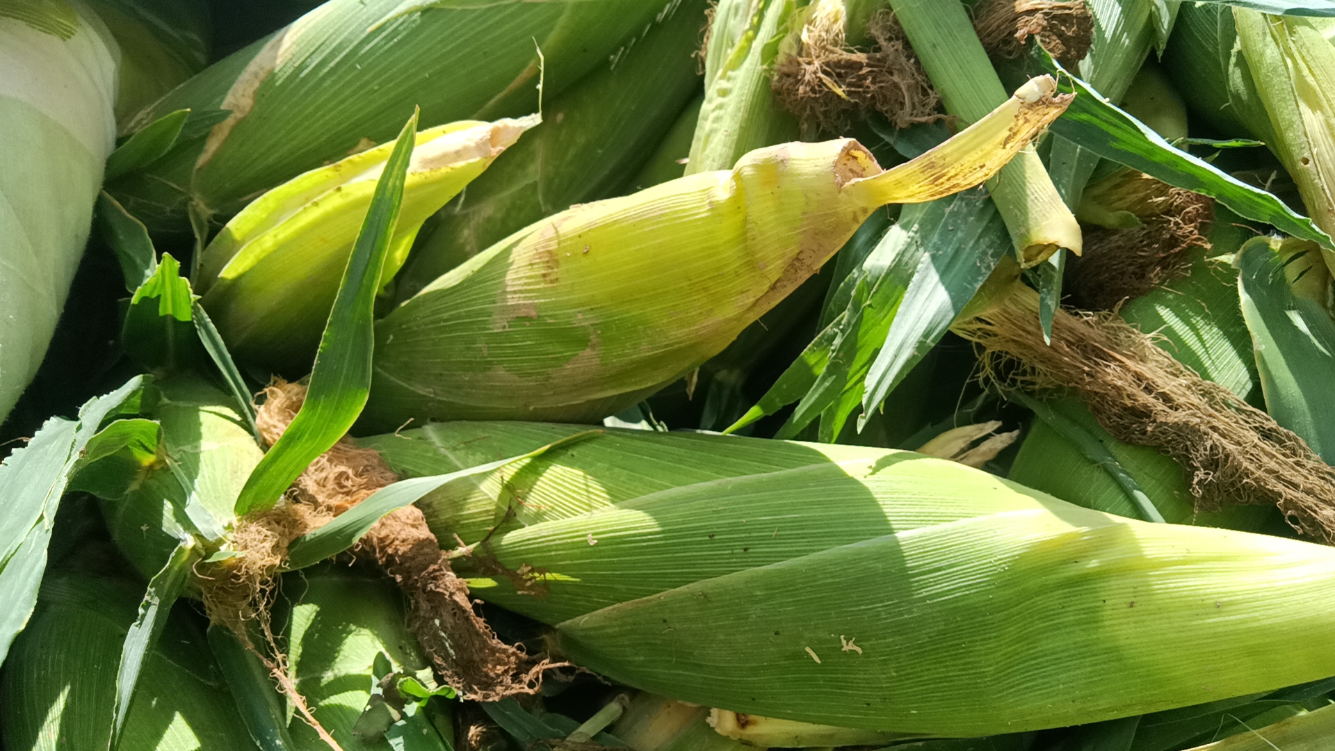 莱西玉米田间成熟采收场景