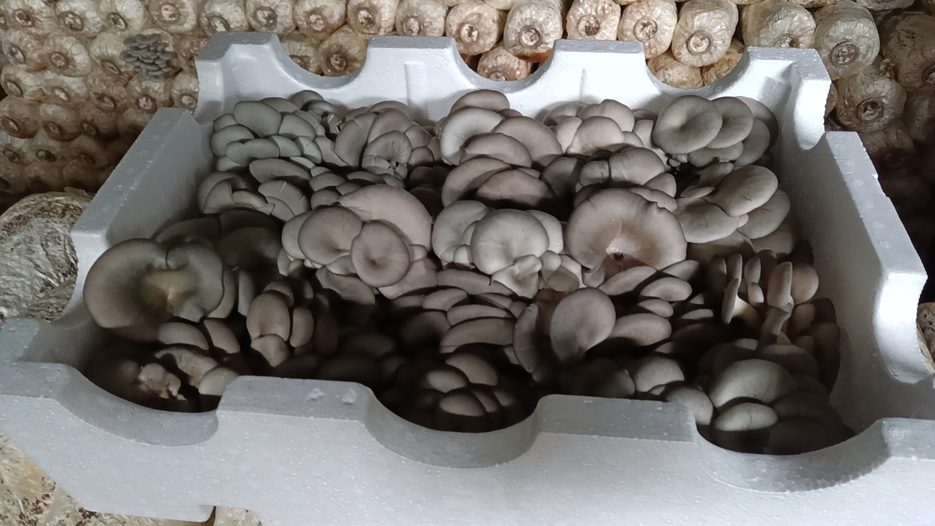 灰平1号系列产品展示：包括新鲜菌包、真空包装鲜菇、冻干脆片与即食汤包