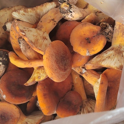 齐齐哈尔蘑菇价格行情走势 - 一亩田