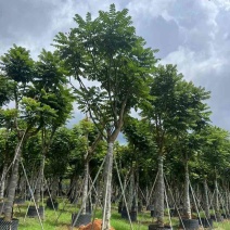 麻楝12～15公分基地直发大小规格齐全品质保证欢迎来电