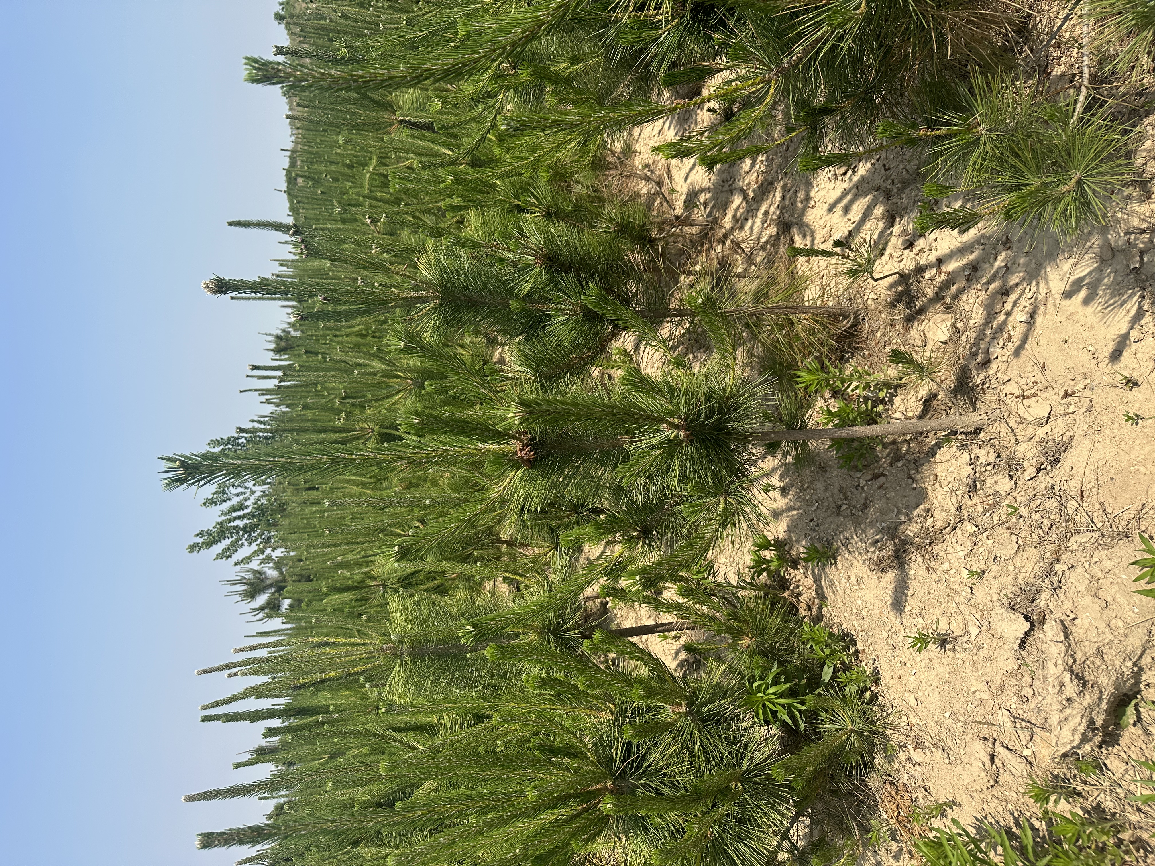 罗汉松基地苗圃实景图