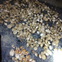 内蒙古赤峰野生杏核，已去皮