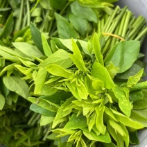 树仔菜（又称益肝菜、天绿香）酒店特色食材，产地直发