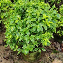 花叶假连翘球50～1米基地直发大小规格齐全品质保证