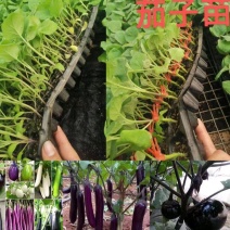 黑亮圆茄苗，颜色好，易管理，品质优，适应大型基地种植户种