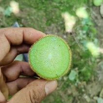 湖南湘西绿心猕猴桃大量上市产地直发量大从优欢迎来电