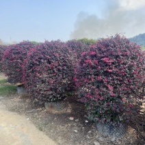 红继木20-200各种规格低价出售