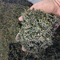 水洗蒲公英茶叶