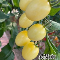 特色小番茄苗口感小番茄水果小番茄苗圣女果苗子山东潍坊寿光