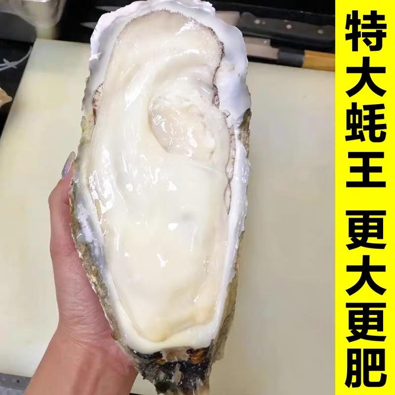 乳山生蚝照片图片