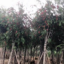 截杆串钱柳3～10公分基地直发大小规格齐全欢迎老板来电