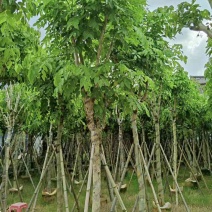 腊肠树10～12公分基地直发大小规格齐全品质保证
