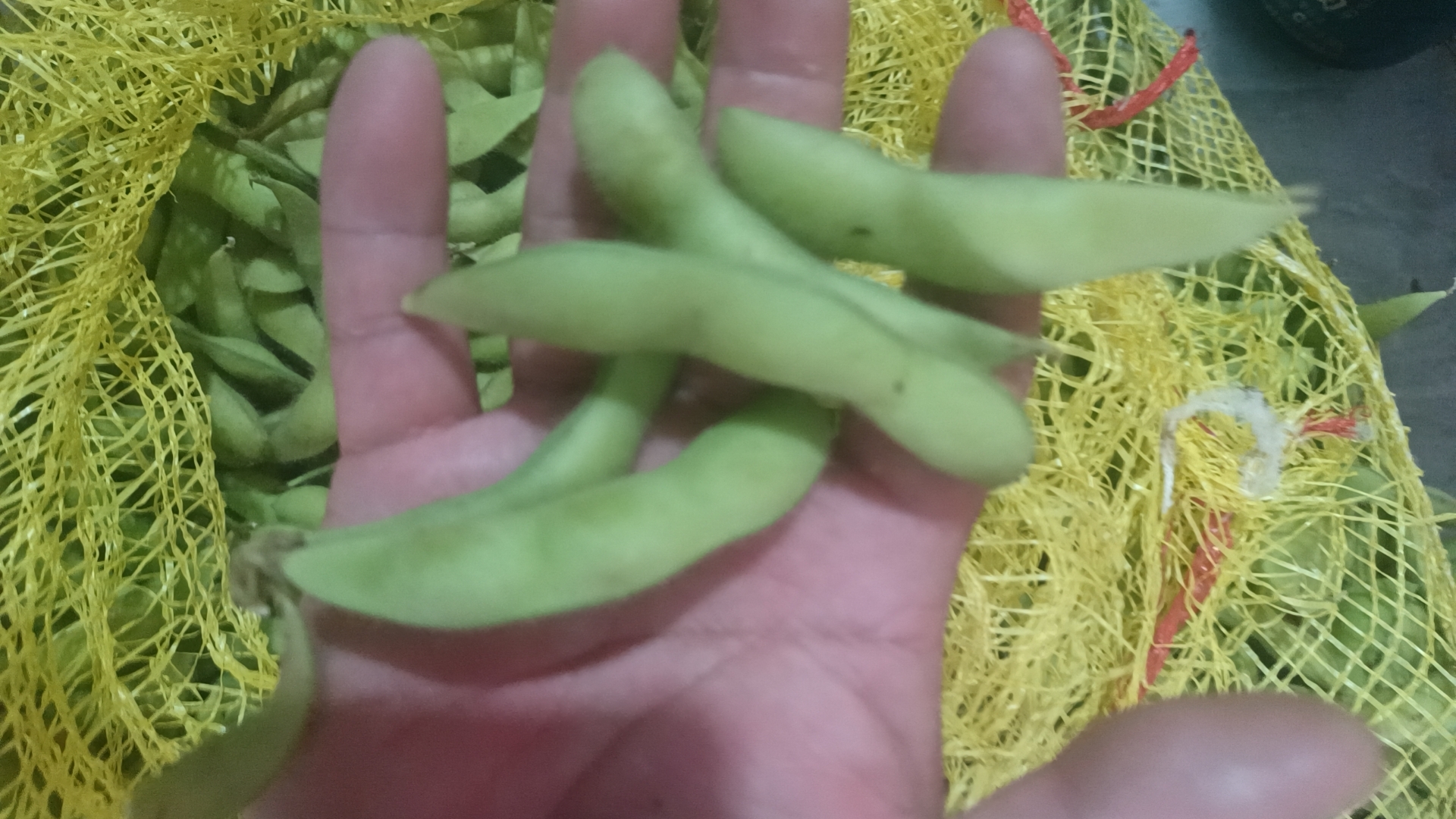 新鲜采摘的白扁豆,表面光滑,颜色翠绿 白扁豆实物图