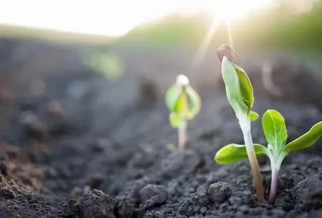 封闭除草剂药膜层示意图
