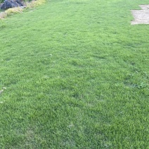 马尼拉草皮