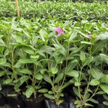 长春花7斤袋各种规格低价出售