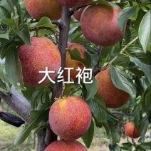 大红袍李子苗