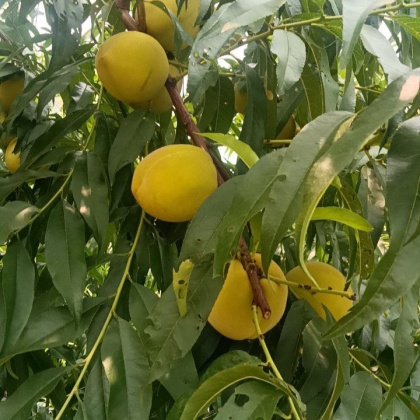 当前位置:>全国行情>83黄桃价格行情>山东临沂沂南县83黄桃产地行情>