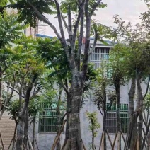 骨架麻楝10～15公分基地直发大小规格齐全品质保证