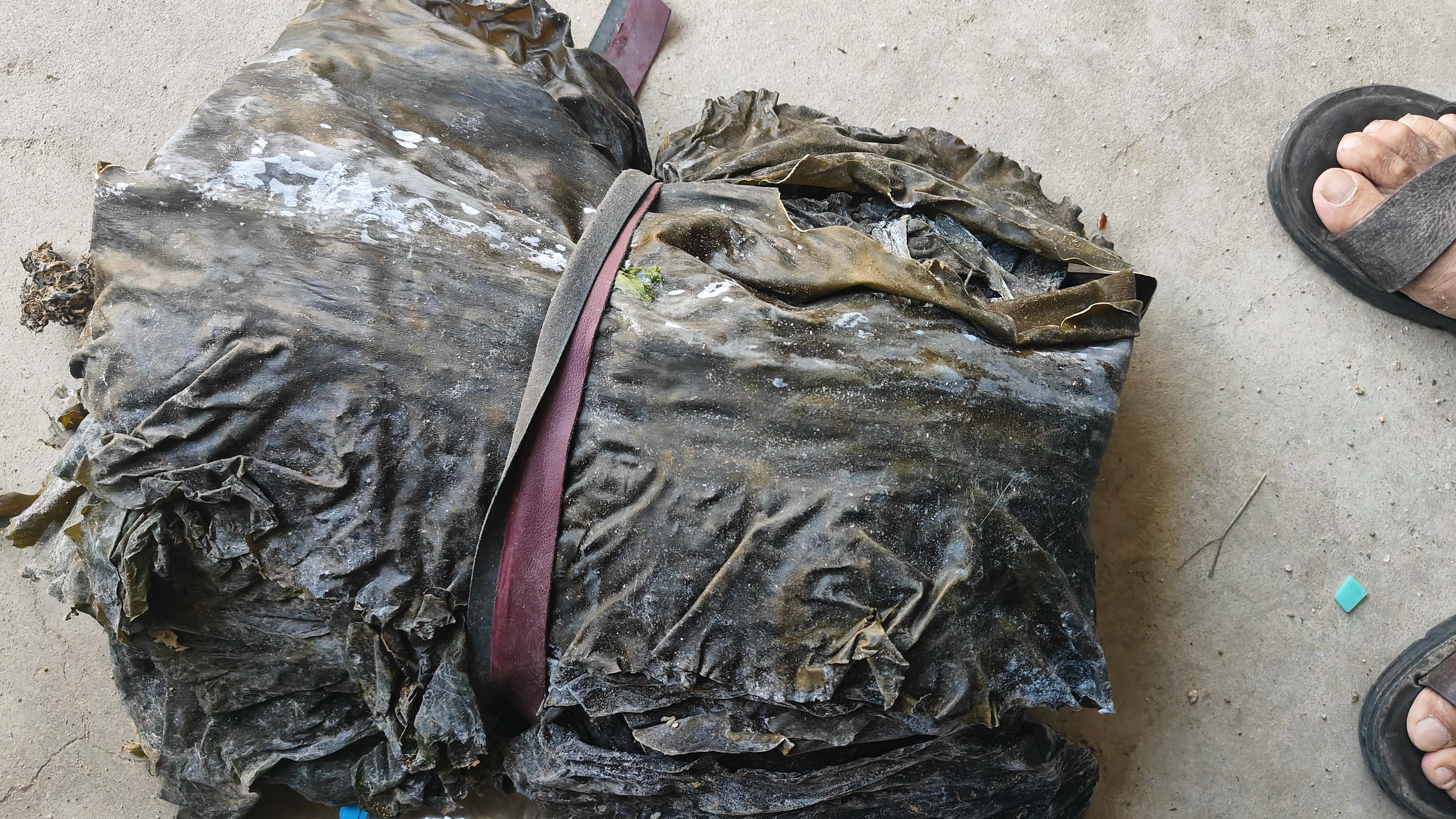 展示优质干海带丝的自然颜色与均匀粗细 干海带丝外观展示