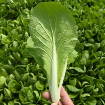 毛白菜产地直发，质量保证，全国发货，产地直发，