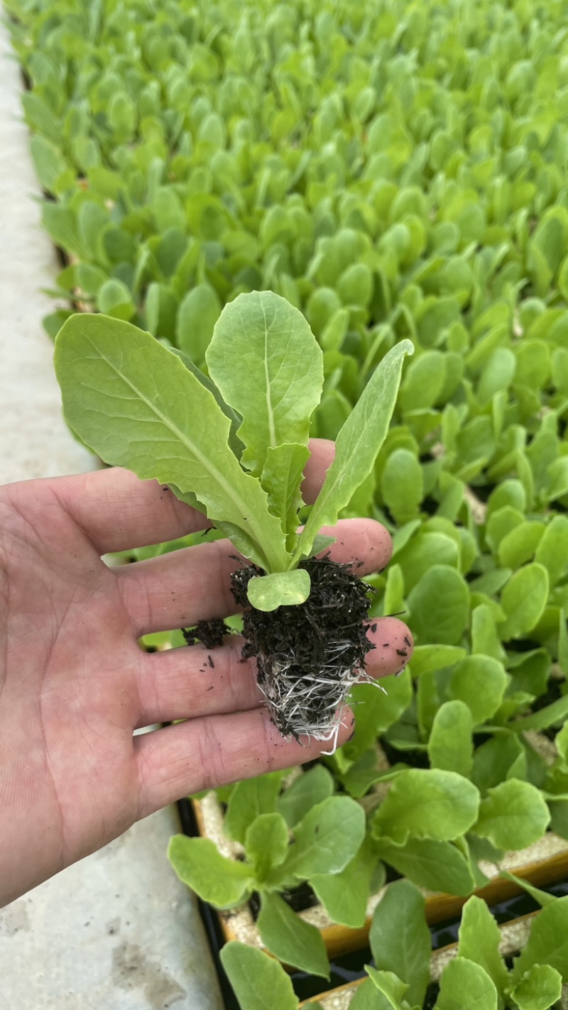 三青莴笋苗种都青青上青bb型,四川种都高科优质种子