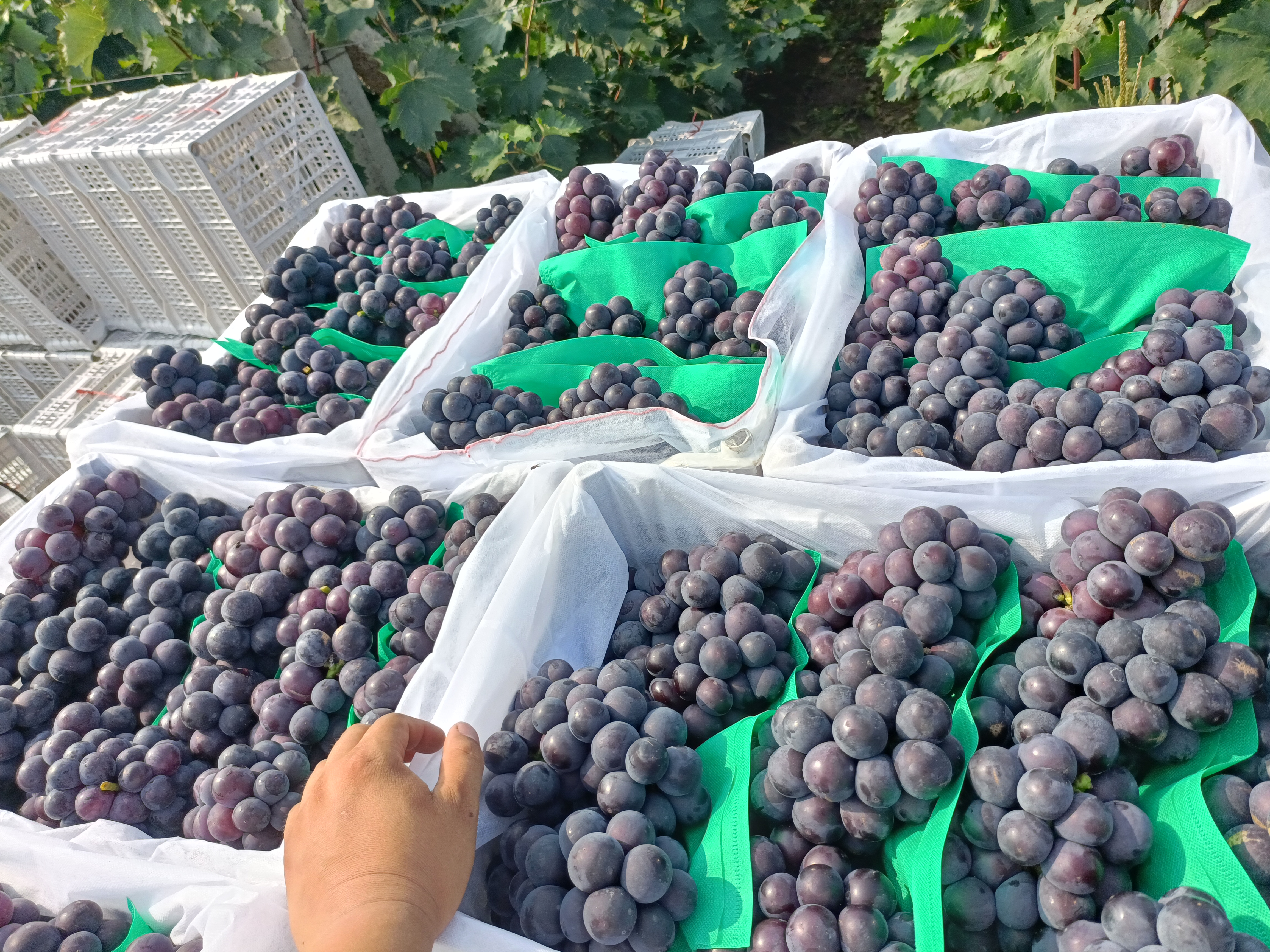 果农在京亚葡萄园中进行采摘作业,果实新鲜饱满,准备装箱上市 京亚葡萄采摘现场
