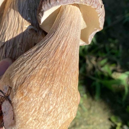 河南南阳南召县黄牛肝菌产地行情