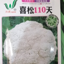 花菜种子喜松110天晚熟青梗小米粒花球大颜色雪白靓