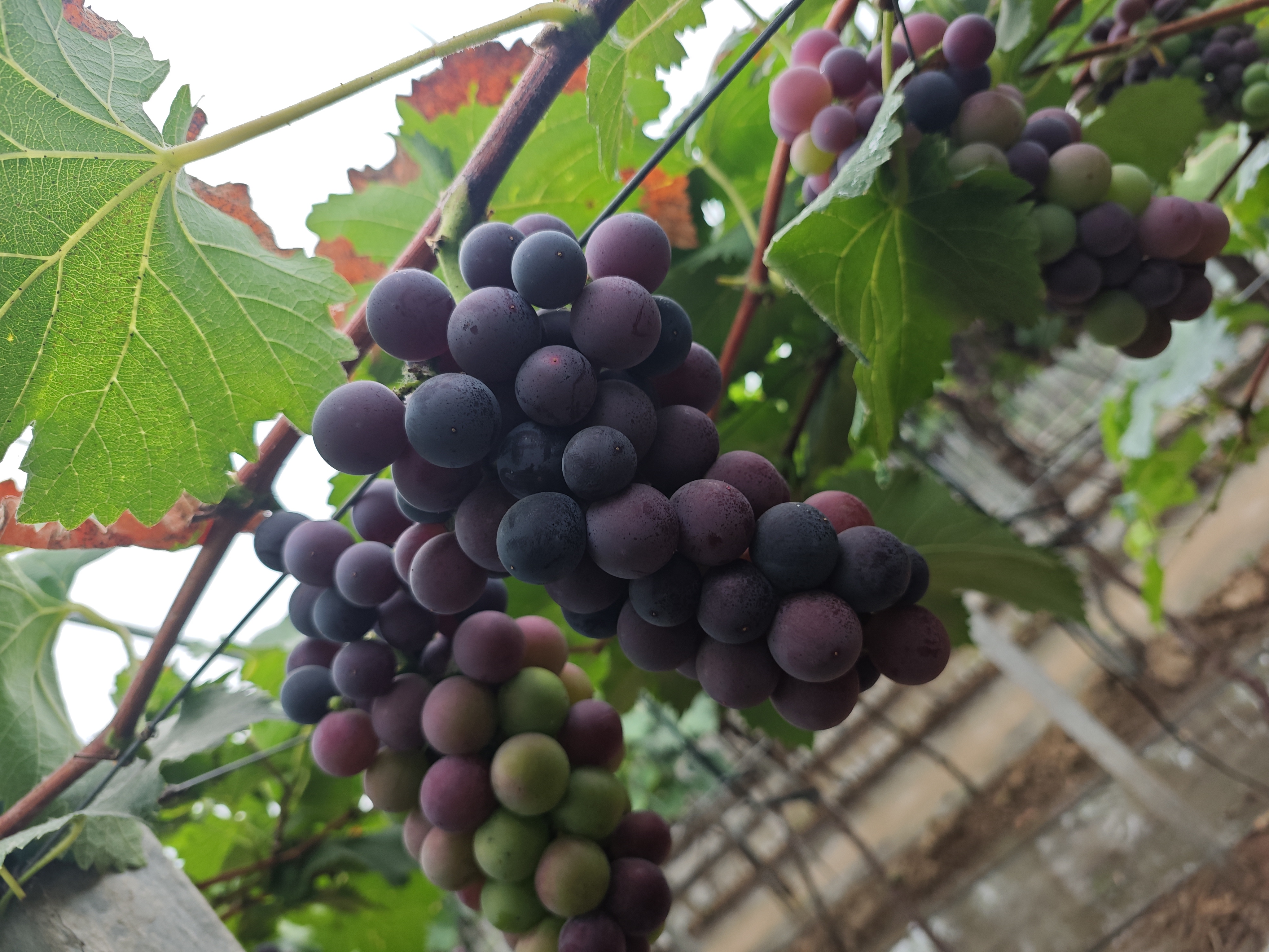 巨峰葡萄特写镜头