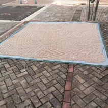 杏核