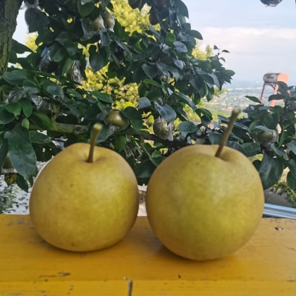 安徽宿州黄花梨产地行情