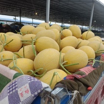 金色年华哈密瓜品质优良价格美丽果肉脆甜欢迎来电