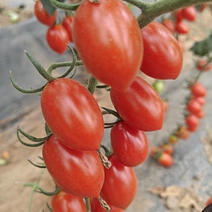 量大品质保证宁夏沙漠玲珑滑县圣女果产地直发 品种齐全,釜山88