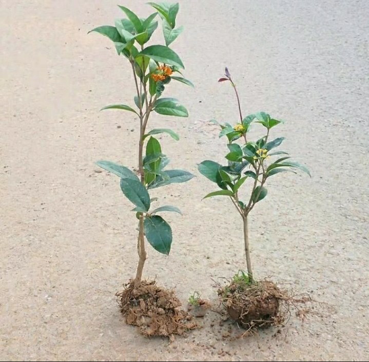 四季桂幼苗,叶片浓绿,根系完整,适合盆栽种植 四季桂幼苗特写