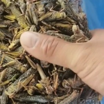 土蚂蚱箱装20斤