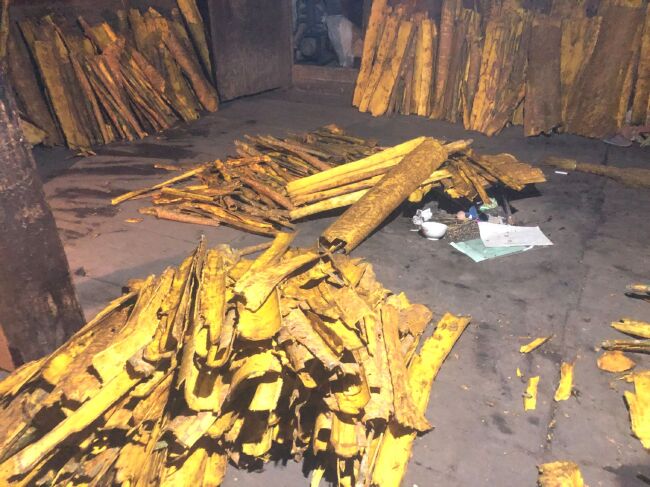 侧柏籽加工过程示意图