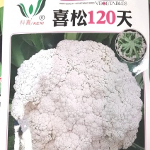 花菜种子喜松120天晚熟甜脆好吃花球大松散洁白产量高