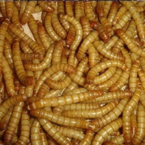 黄粉虫面包虫开口虫青蛙林蛙蝎子仓鼠适用