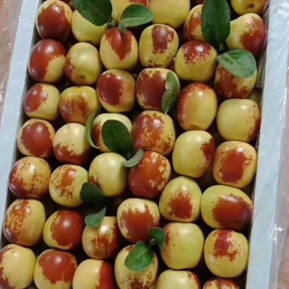 陕西渭南大荔县二代冬枣产地行情