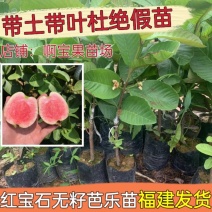 四季无籽红肉红宝石番石榴树苗白肉红心西瓜芭乐嫁接果苗当年结果