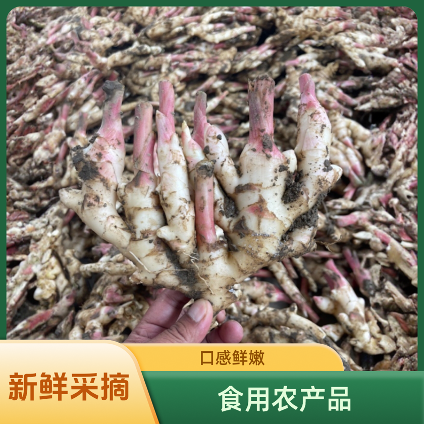 [子姜批发]广西柳州柳江区生姜 2.30元/斤广西红芽嫩姜、姜仔 _ 一亩田