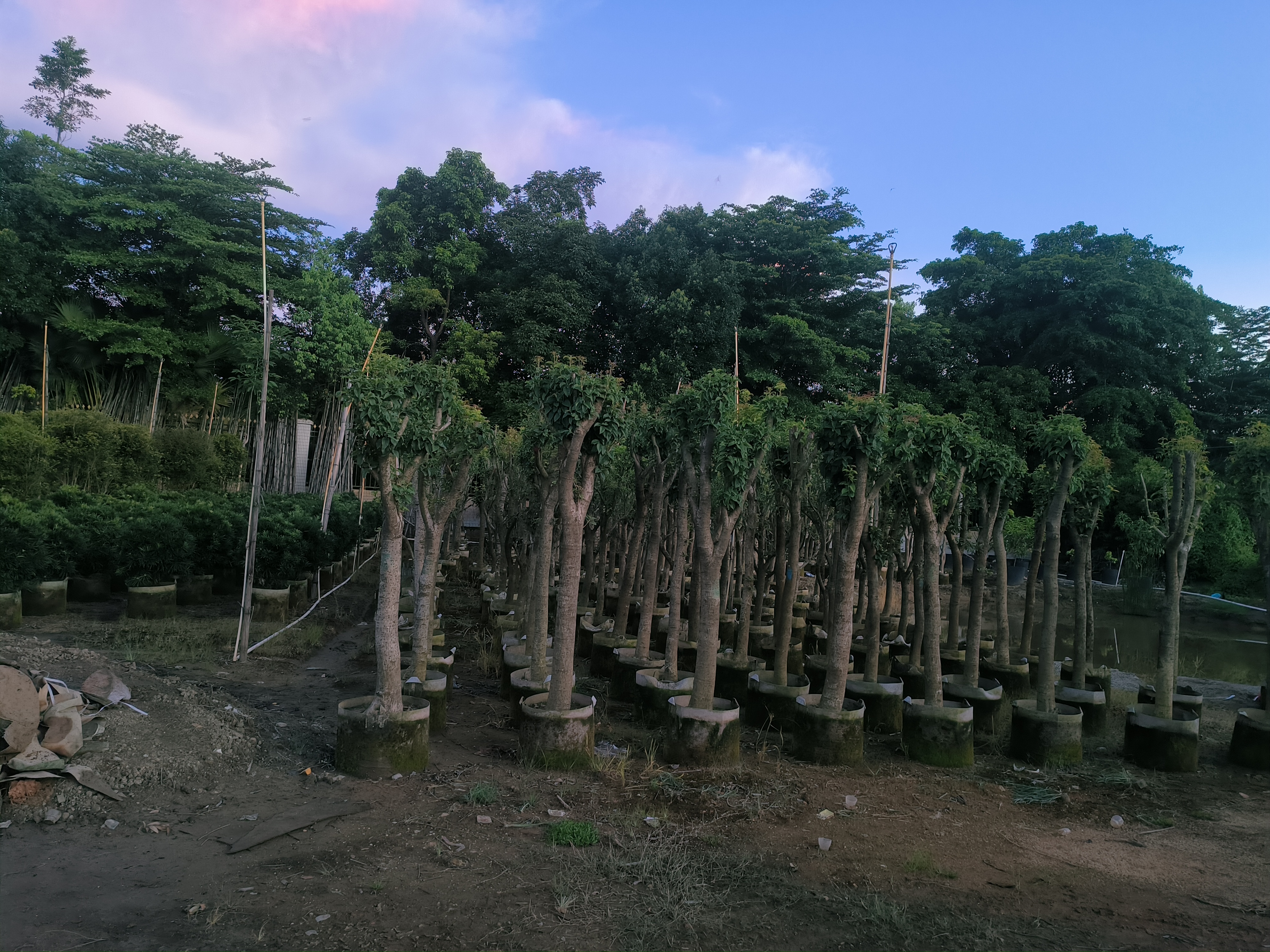 四季桂合理修剪示意图