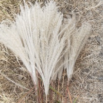 荻花芦荻苗芦苇花