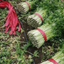 西芹