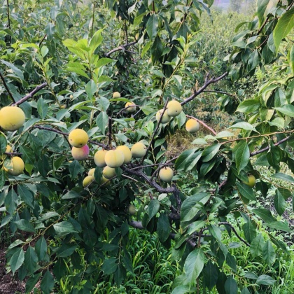 河北秋姬李子产地行情