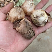 大球香雪兰，一颗繁殖很多棵的球子，混色需要联系